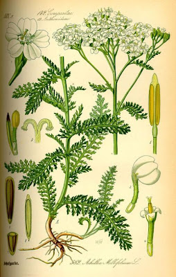 Giant yarrow