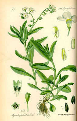 Broad Leaved Forget Me Not Broad Leaved Forget Me Not