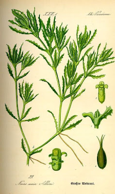Najas marina,
holly-leaf naiad,
holly-leaf waternymph,
holly-leaved waternymph,
marine naiad,
Ranocchia maggiore,
spiny naiad,
spiny waternymph,
spiny-leaf naiad