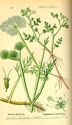 Water Lovage Water Lovage