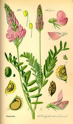 Sainfoin Sainfoin