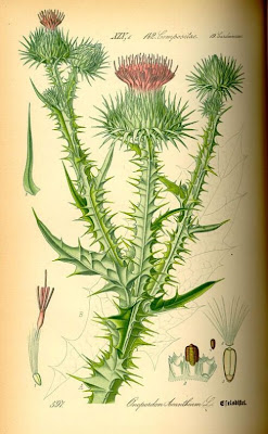 Cardo-espinhoso Cardo-espinhoso