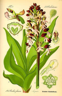 Lady Orchid Lady Orchid