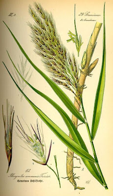 Common reed Common reed