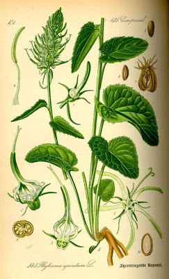 Phyteuma spicatum L.