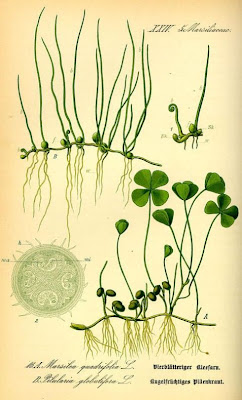 Pilularia globulifera L.