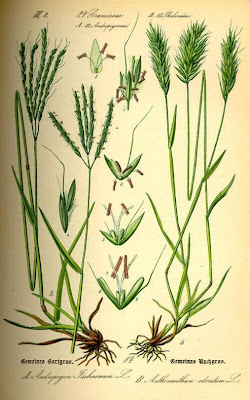 Vernal Grass
