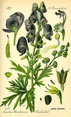Garden monkshood