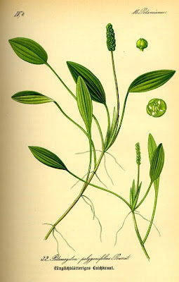 Cinnamonspot pondweed Cinnamonspot pondweed