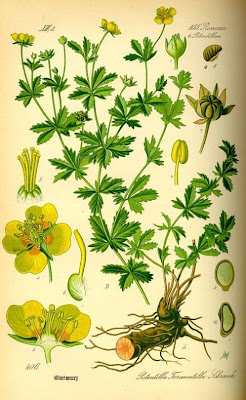 Erect cinquefoil Erect cinquefoil