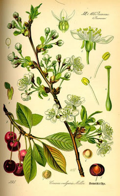 Ginja