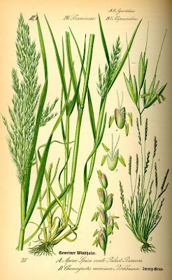 Common wind grass Common wind grass