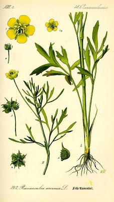 Ranunculus arvensis L.