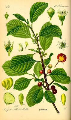 Alder Buckthorn, Rhamnus frangula Alder Buckthorn, Rhamnus frangula