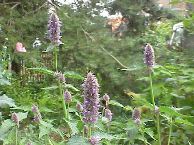 Giant Hyssop