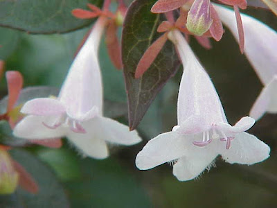 Abelia floribunda,
Mexican abelia