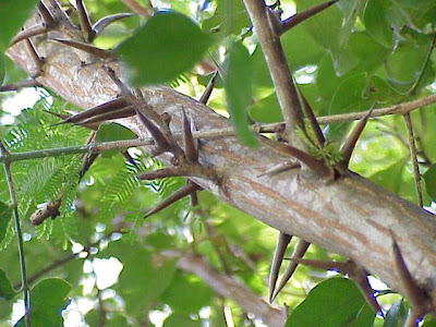 Acacia collinsii,
bull horn acacia