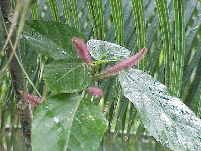 Bristly copperleaf Bristly copperleaf