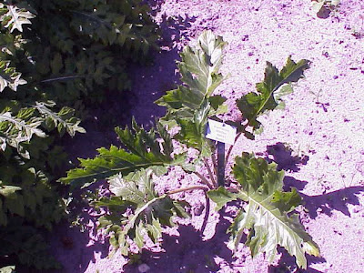 Acanthus mollis L.
