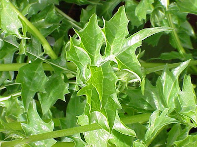Acanthus mollis L.