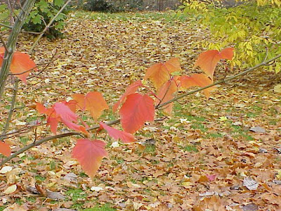 Acer capillipes,
Snakebark Maple Acer capillipes,
Snakebark Maple