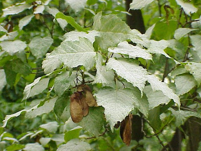 Acer ginnala,
Amur maple,
Feuerahorn,
ginnala maple,
ácer Acer ginnala,
Amur maple,
Feuerahorn,
ginnala maple,
ácer