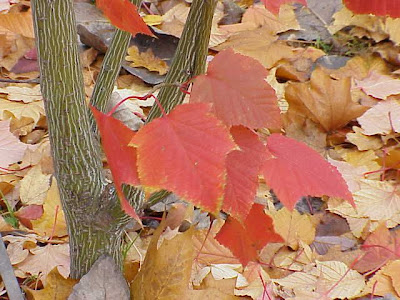 Acer capillipes,
Snakebark Maple Acer capillipes,
Snakebark Maple
