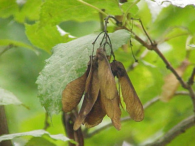 Acer ginnala,
Amur maple,
Feuerahorn,
ginnala maple,
ácer Acer ginnala,
Amur maple,
Feuerahorn,
ginnala maple,
ácer