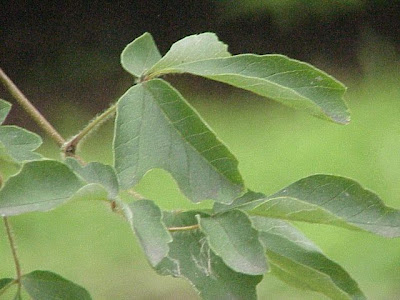 Acer griseum,
Chinese paperbark maple,
paperbark maple,
Zimtahorn Acer griseum,
Chinese paperbark maple,
paperbark maple,
Zimtahorn