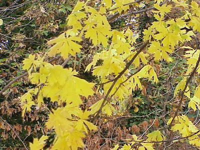 Acer platanoides L.