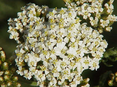 Achillea asplenifolia Achillea asplenifolia