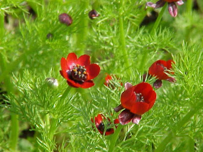 Adonis annua,
Adonide annua,
blooddrops,
Fior d'Adone,
Pheasant's Eye,
pheasant's-eye