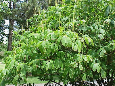 Bottlebrush buckeye Bottlebrush buckeye