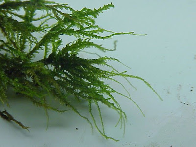Anomodon moss Anomodon moss
