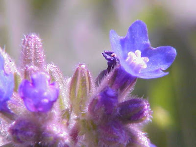 Buglosse officinale Buglosse officinale