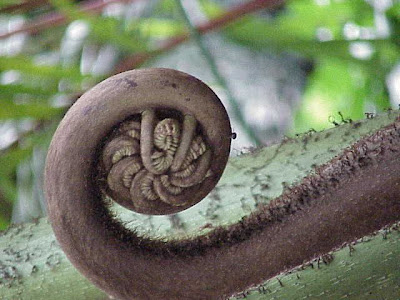 Madagascar tree fern Madagascar tree fern
