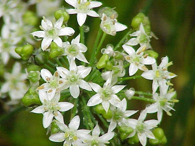 Chinese chives Chinese chives