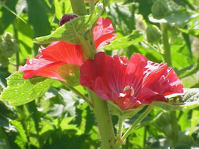 Chinesische Stockrose Chinesische Stockrose