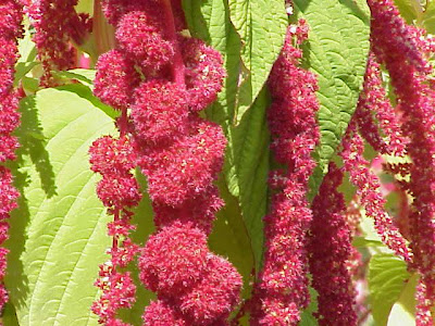 Amaranthus caudatus L.