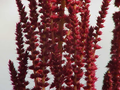 Amaranthus cruentus L.
