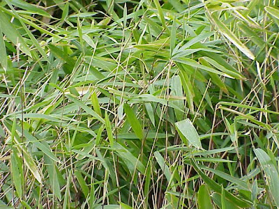 Dwarf bamboo Dwarf bamboo