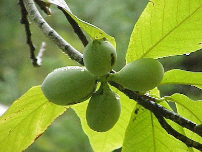 Asimina,
Pawpaw Asimina,
Pawpaw