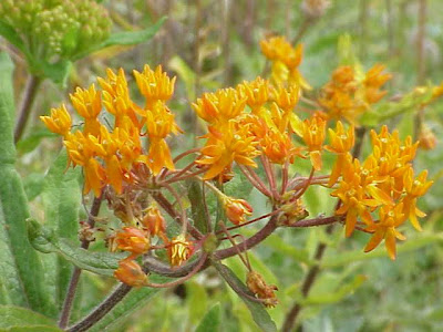 Butterfly milkweed