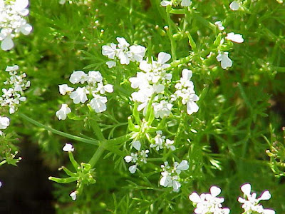 Cerafolio Cerafolio