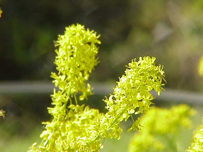 Cerafolio Cerafolio