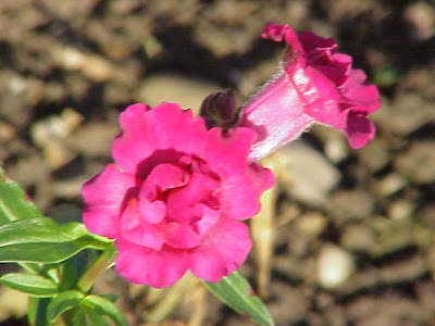 Garden snapdragon
