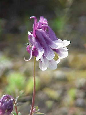 Aquilegia maggiore Aquilegia maggiore