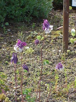 Aquilegia maggiore Aquilegia maggiore