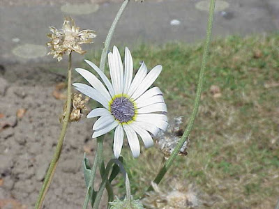 African daisy African daisy