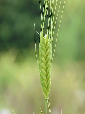 Common pearleverlasting Common pearleverlasting